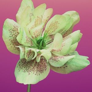 Meet your Posher, Daniela